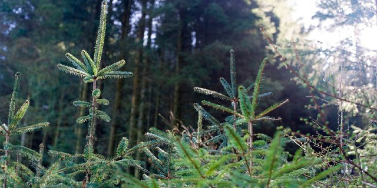 Real Money Online Casino Australia