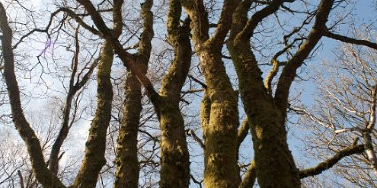 Winspirit Casino Real Money Try Your Luck Today