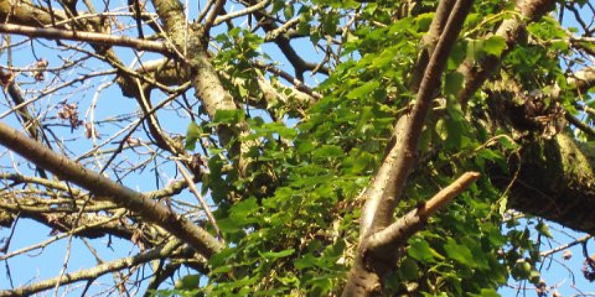 No Deposit Bonus Casinos USA 2025