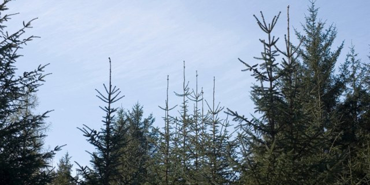 Grand opening of long-awaited Hard Rock Casino Tejon