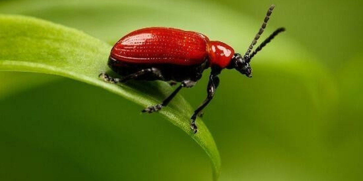 Basic Manual Of Title Insurance, Section III